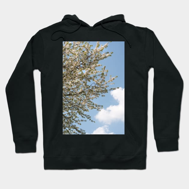 A tree flowering with White Cherry blossom with Blue Sky Hoodie by richflintphoto